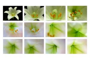 The Art Of Flower Photography By Juergen Roth Published By Apogee Photo Magazine